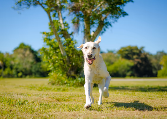 Flamingo Bark Park photo 1